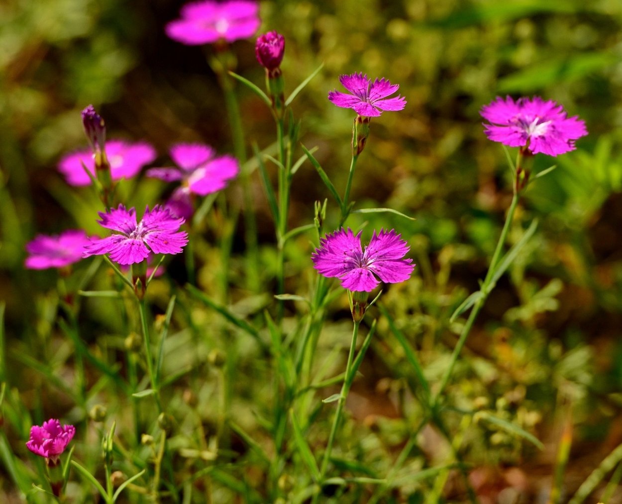 Гвоздика травянка Дикая