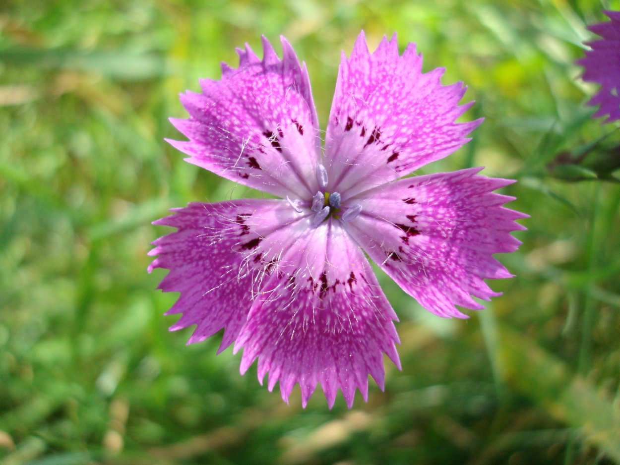 Гвоздика Уральская Dianthus Uraliis