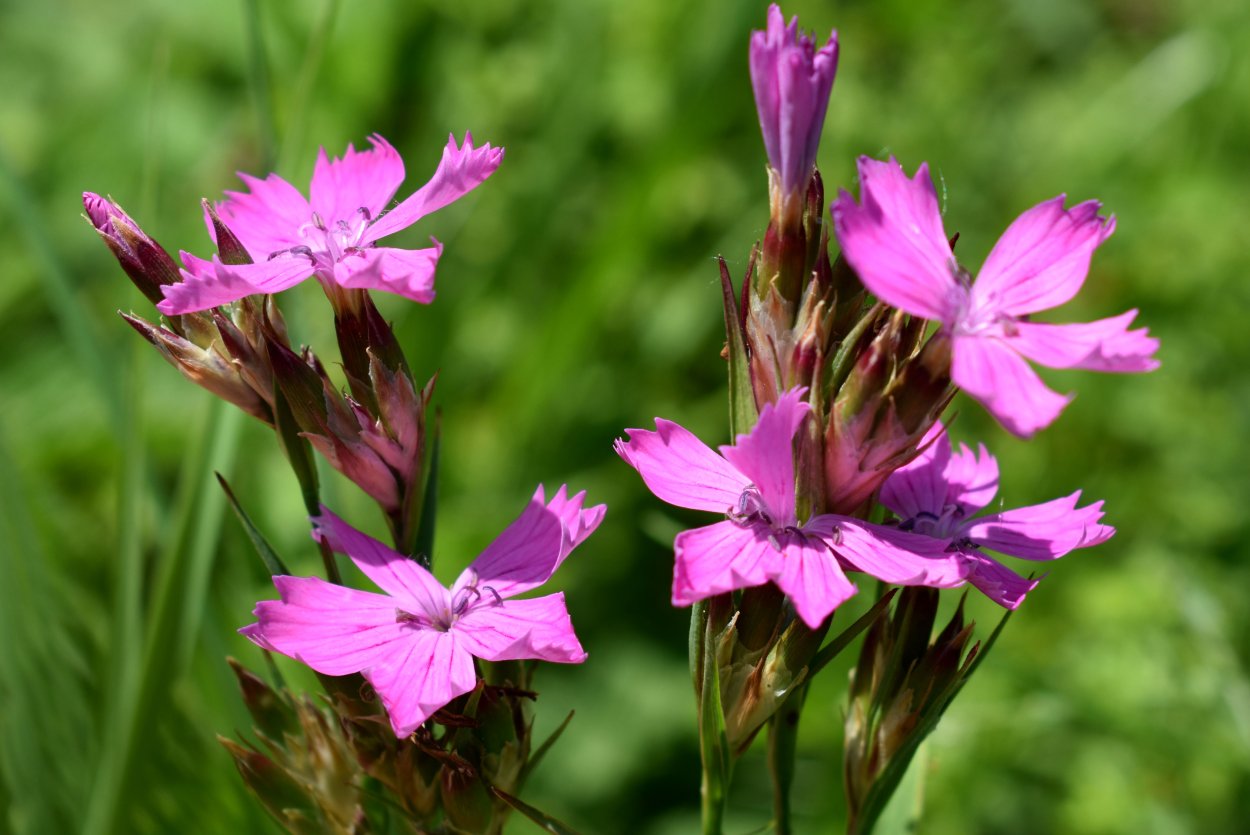 Травянка Луговая