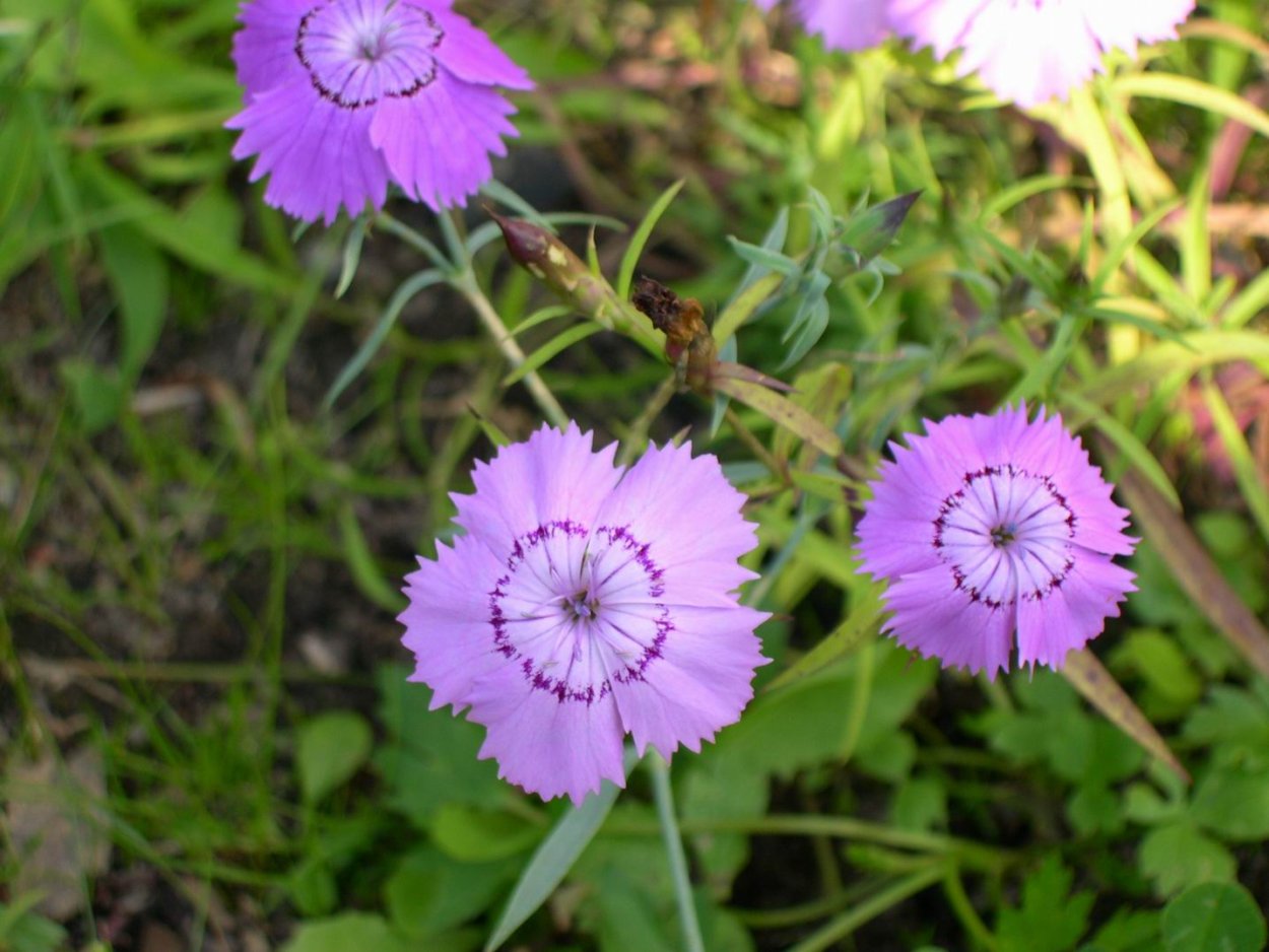 Гвоздика Уральская Dianthus Uraliis