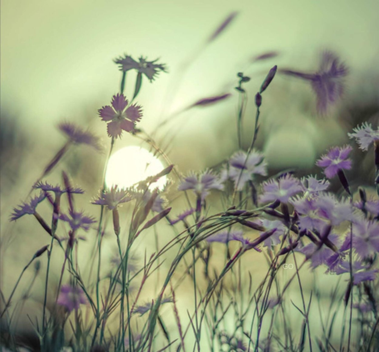 Полевые цветы солнечные