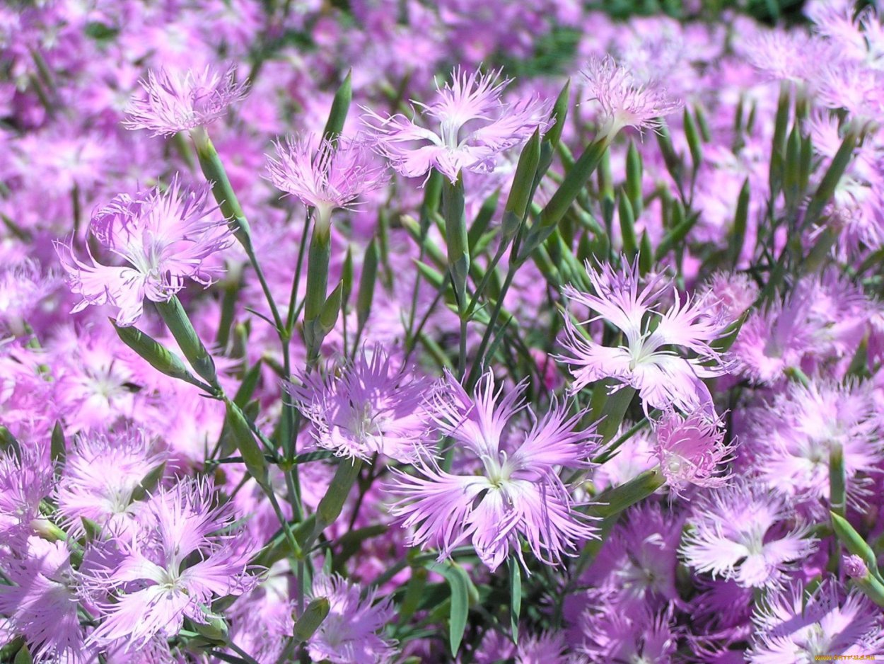 Гвоздика Полевая цветок