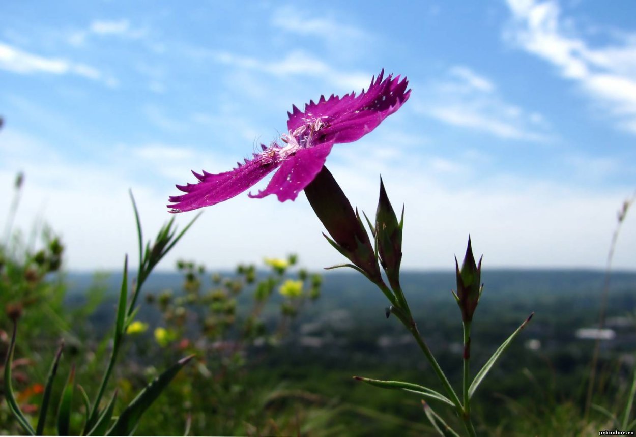 Изящные полевые цветы