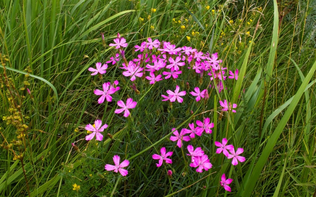 Василек полевой
