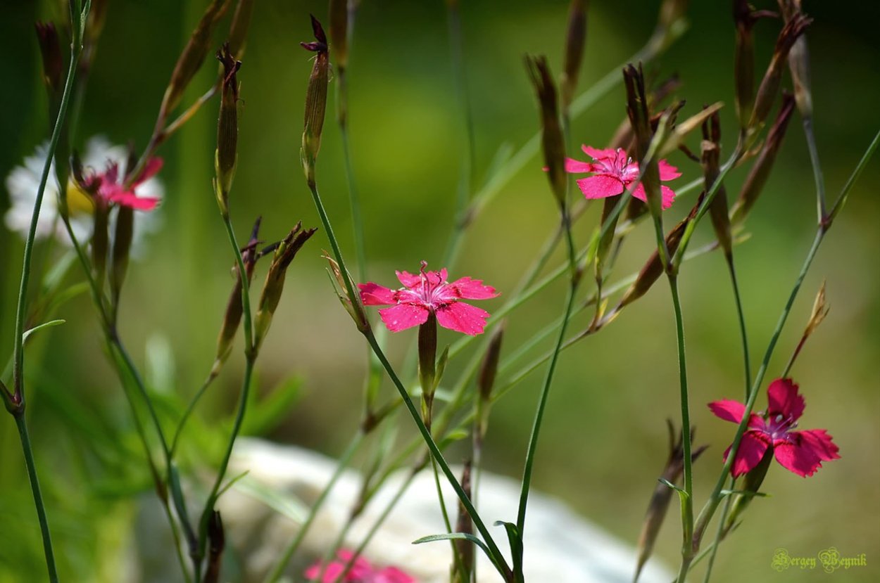Гвоздика Лесная