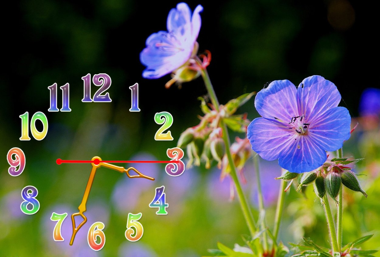 Полевые цветы в тумане