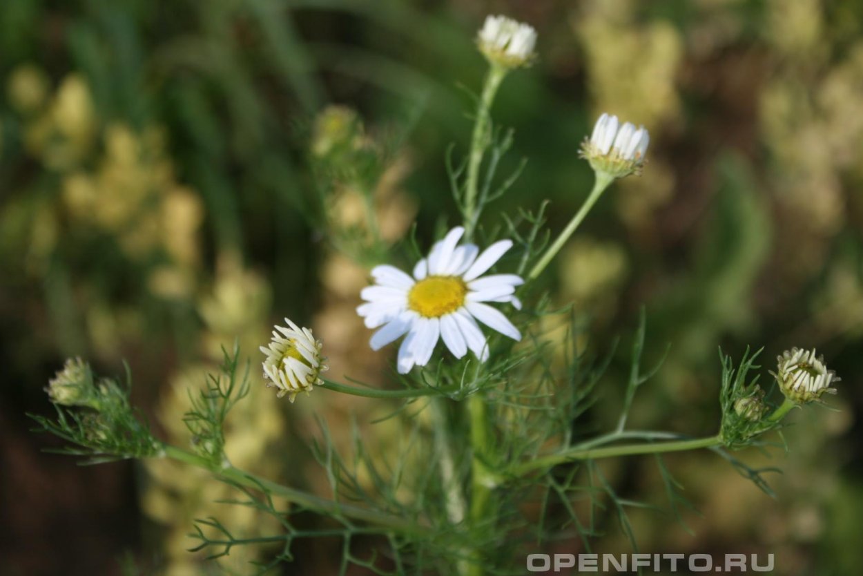 Американская Ромашка сорняк