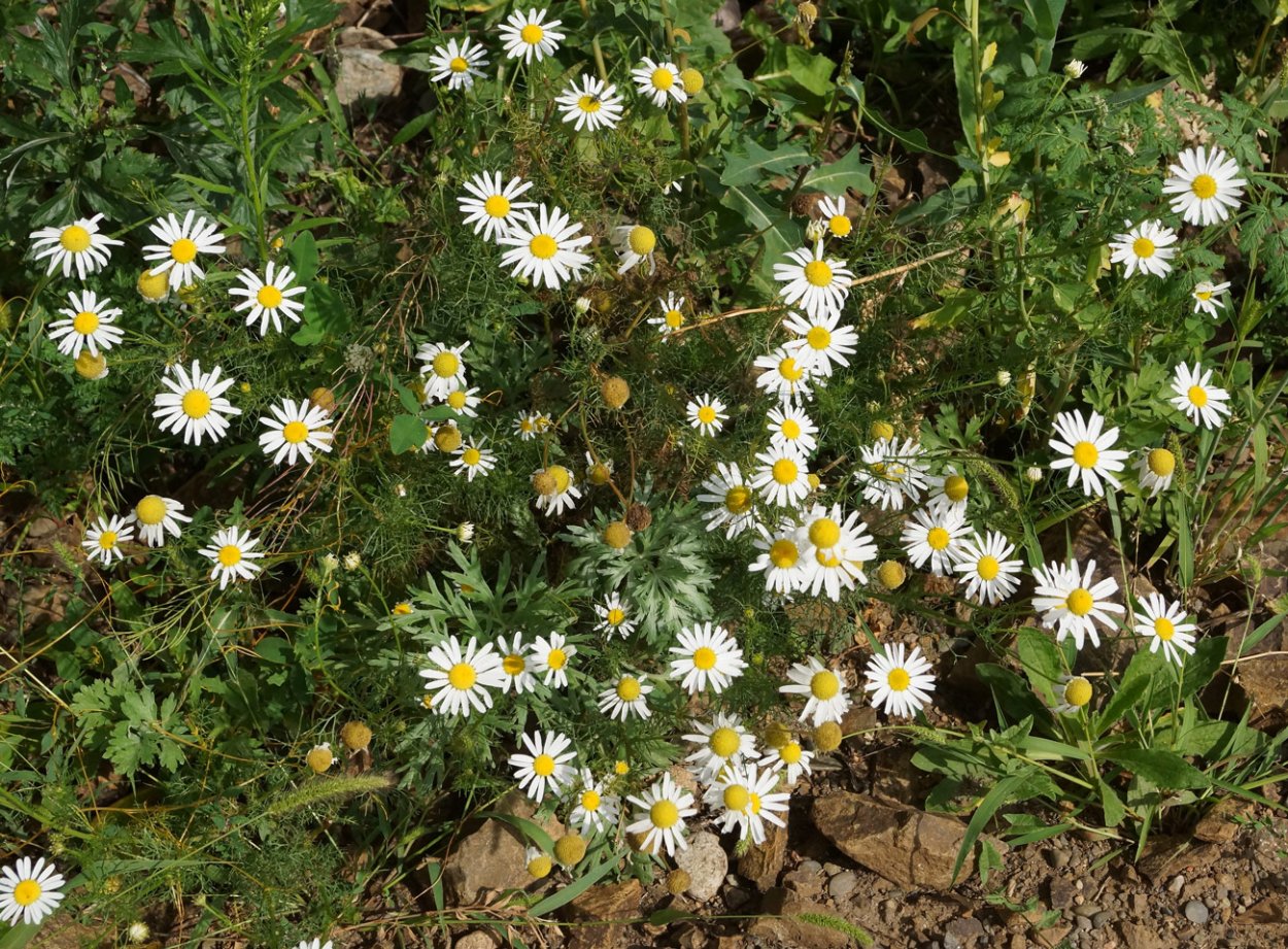 Трехреберник Приморский