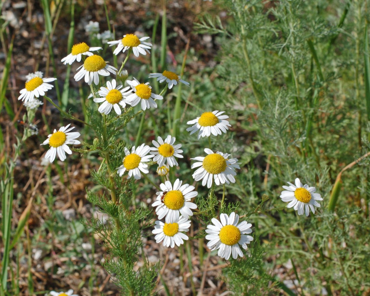 Мини Ромашка сорняк