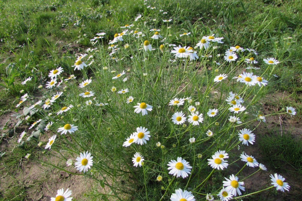 Ромашка непахучая (Matricaria perforata)