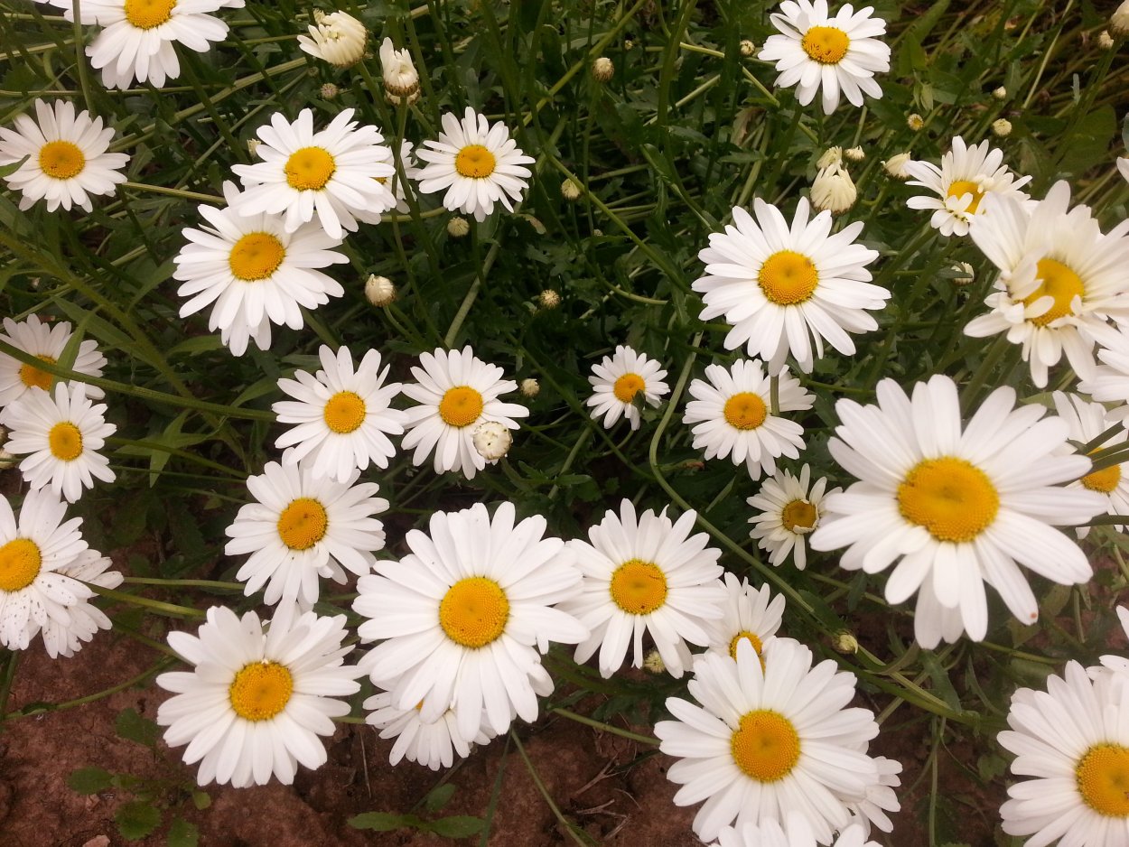 Ромашка непахучая сорняк