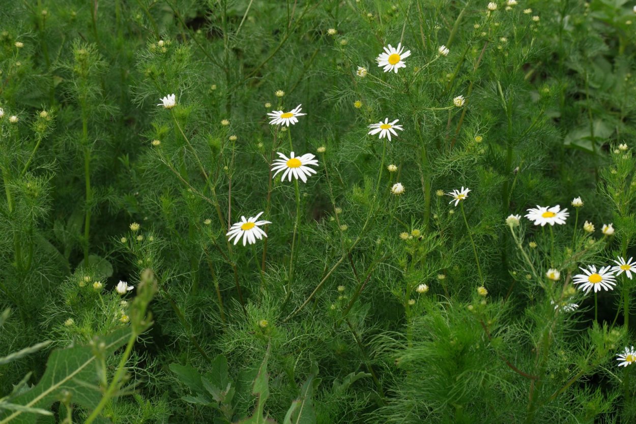 Маргаритка обыкновенная