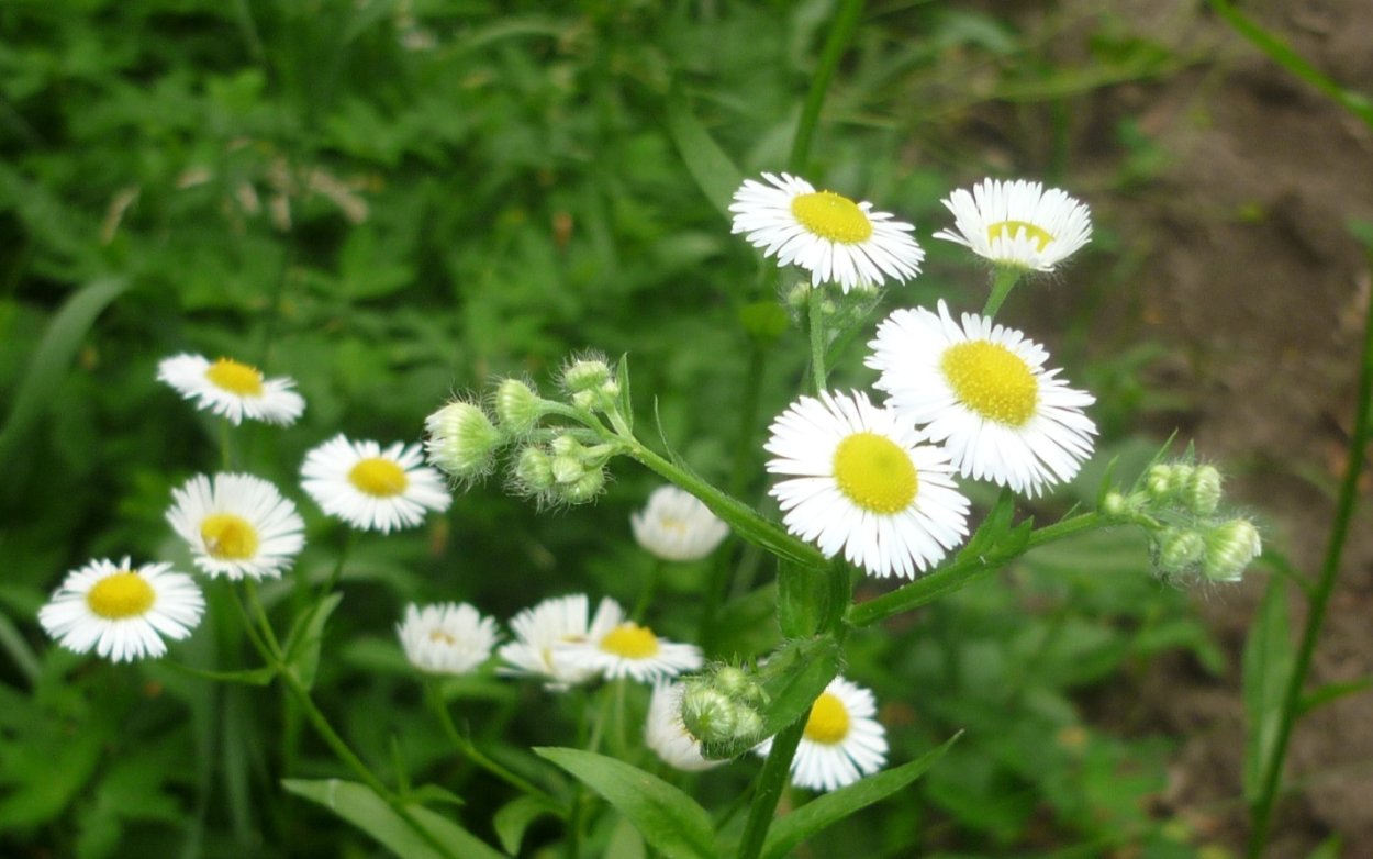 Нивяник мелколепестник