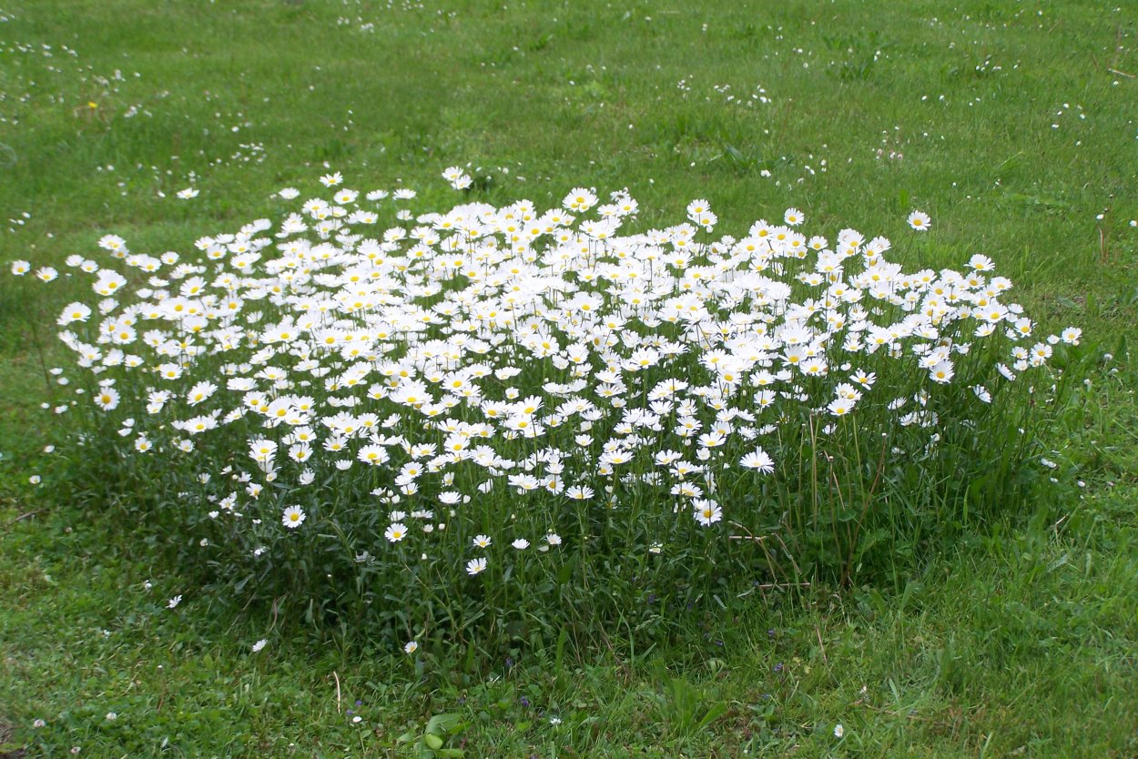 Голубая Ромашка Арктотис