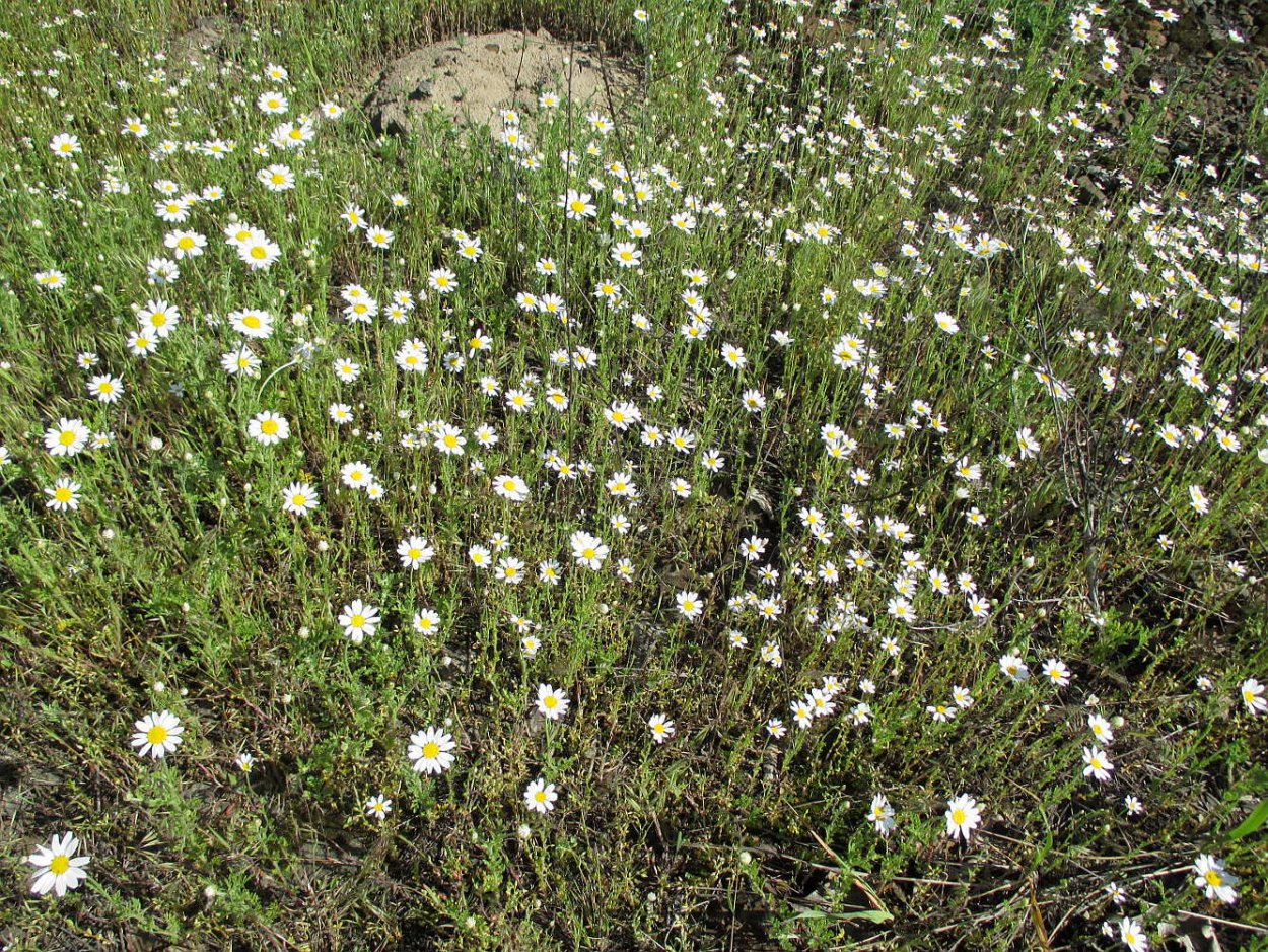Ромашка безъязычковая