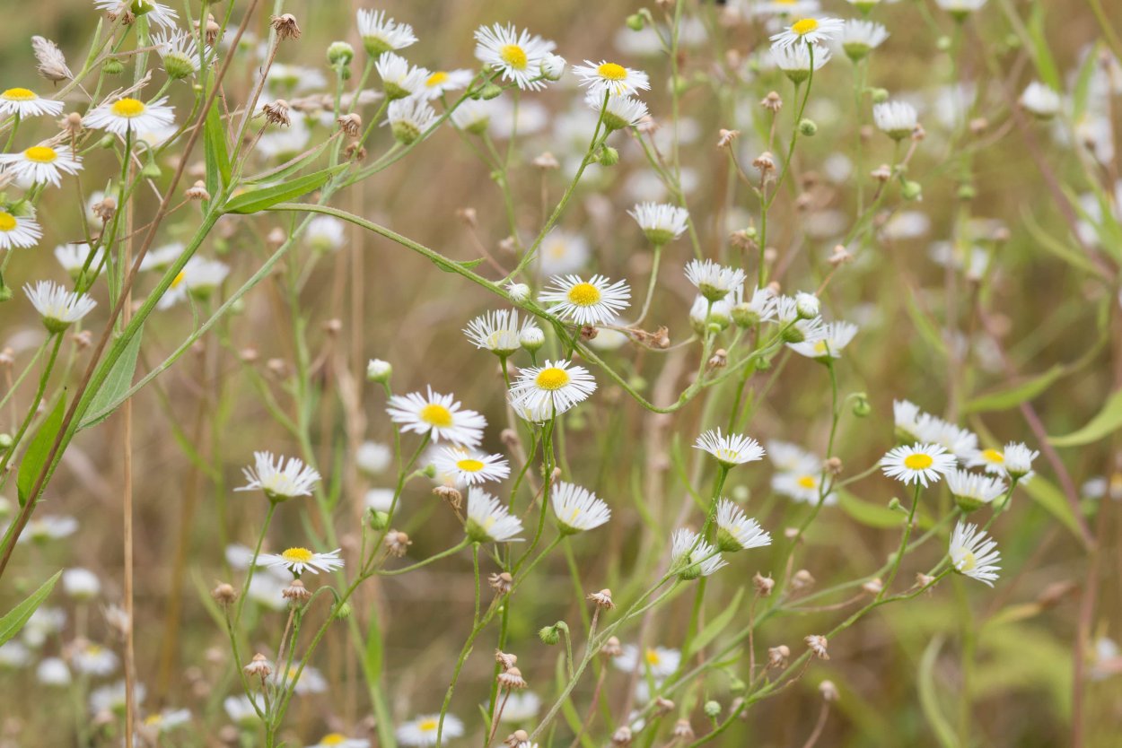 Ромашка Трехреберник