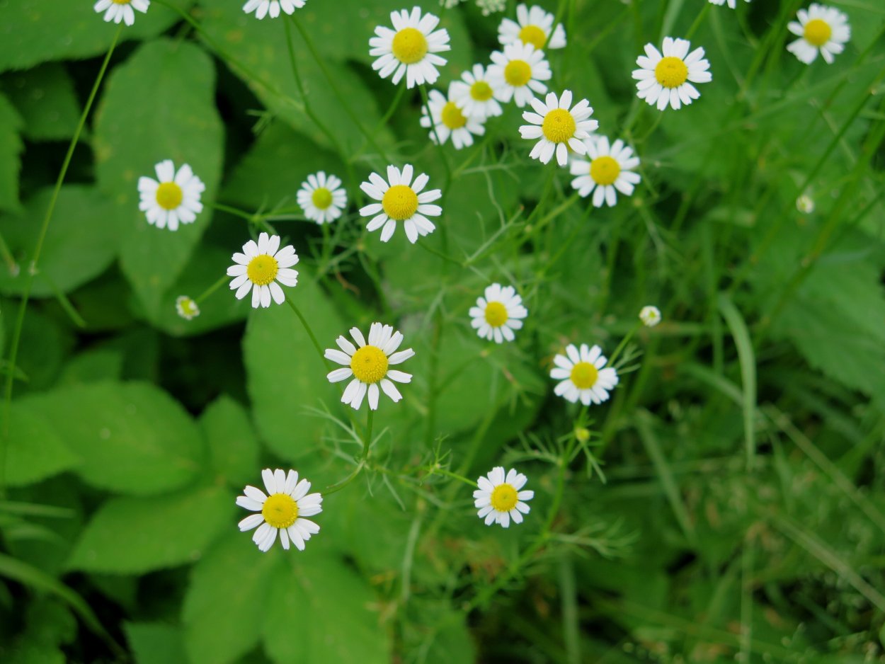 Почвопокровники нивяник