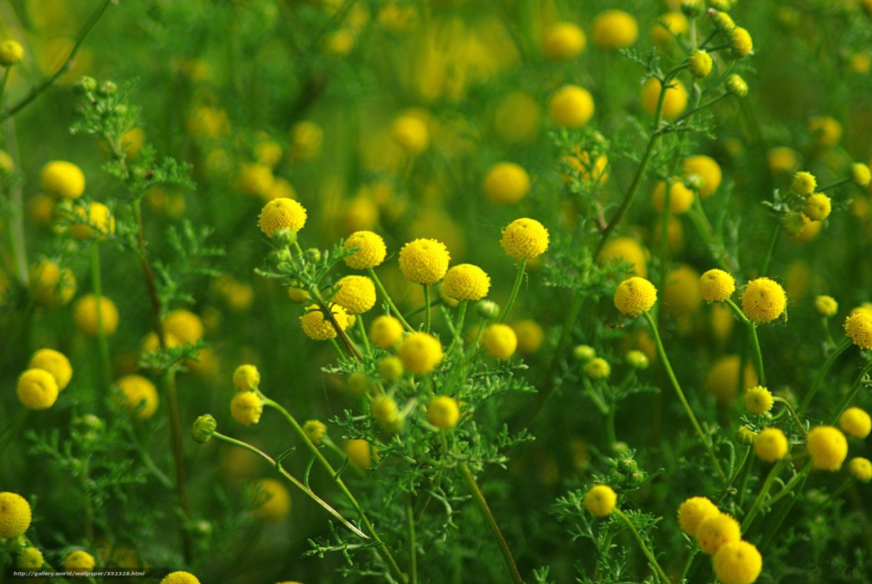 Мелколепестник однолетний