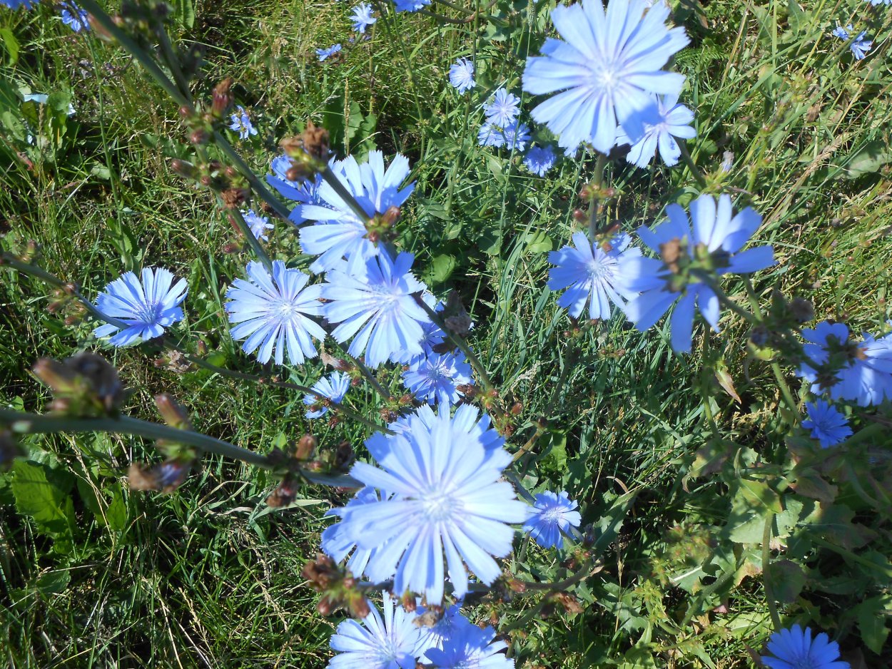 Маргаритка многолетняя Дикая