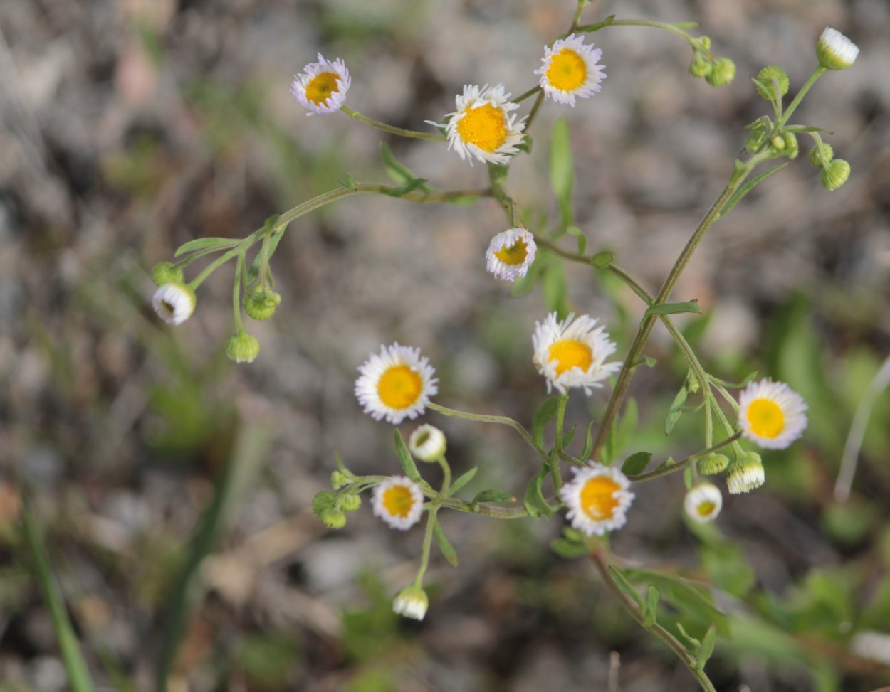 Tripleurospermum inodorum