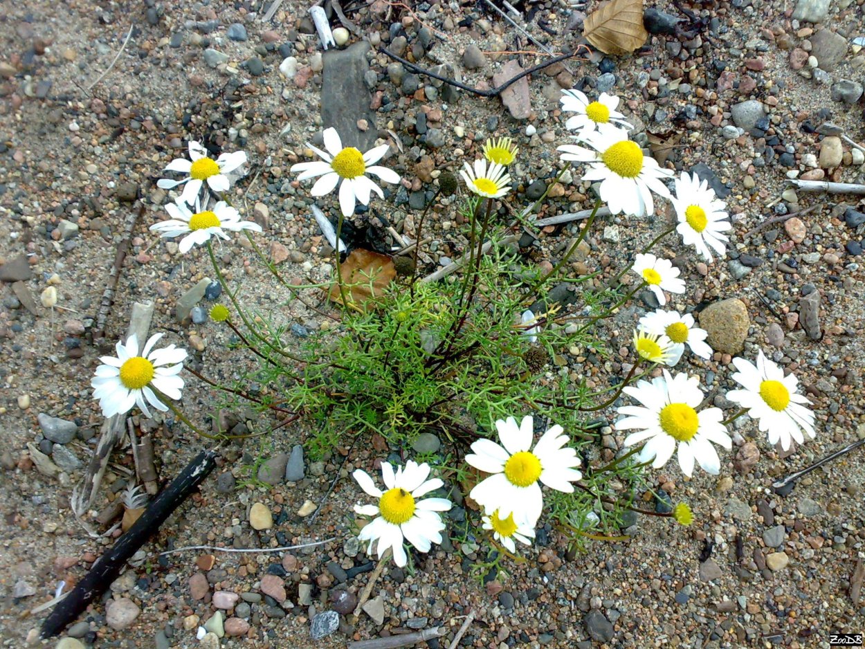 Ромашка (Трехреберник) непахучая