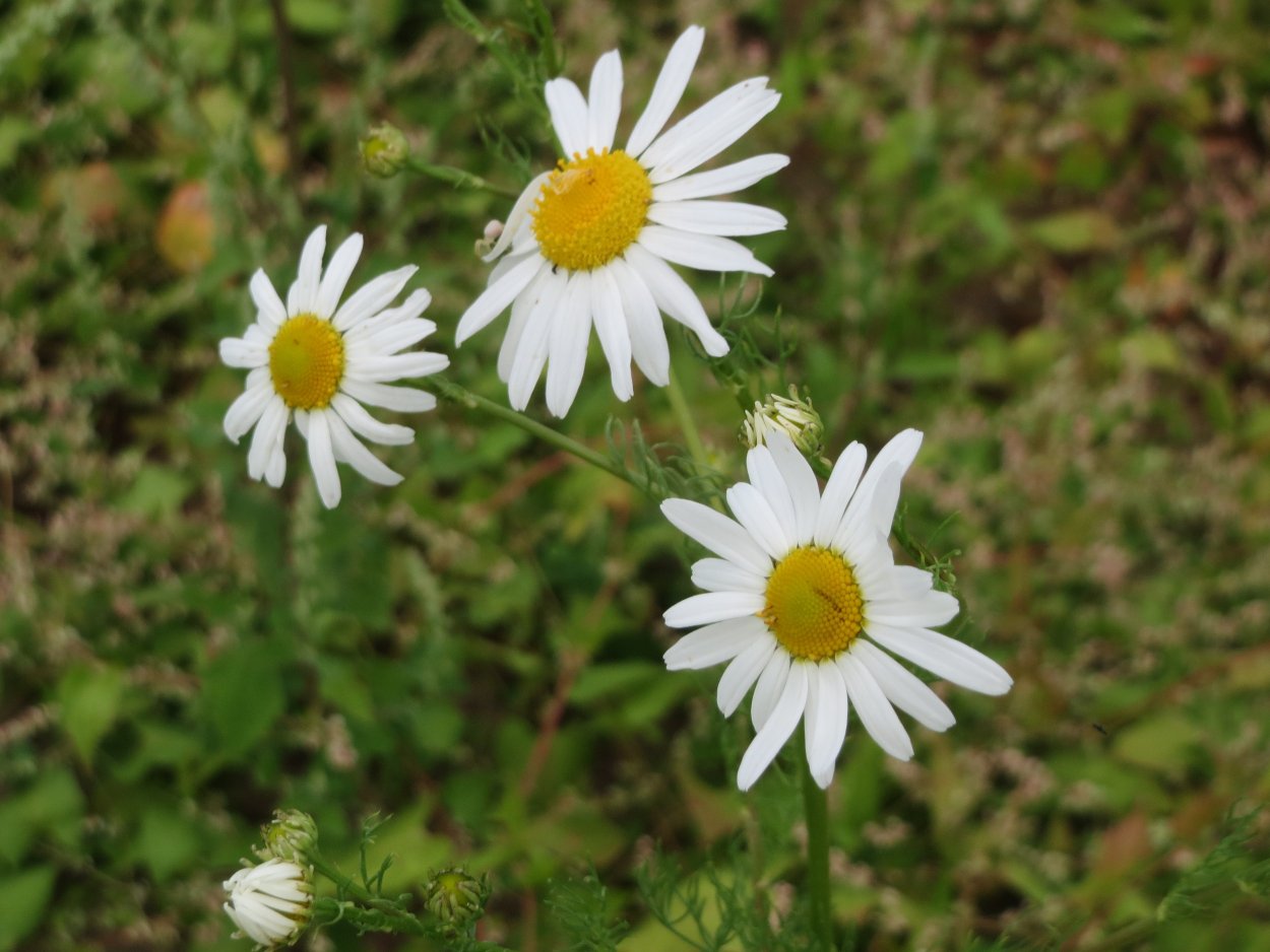 Пижма Ромашка полевые цветы