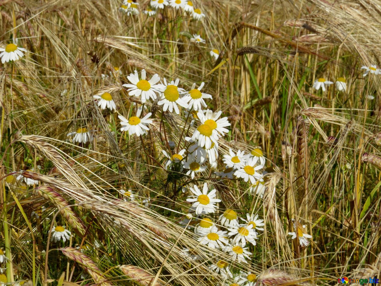 Маргаритка многолетняя Полевая