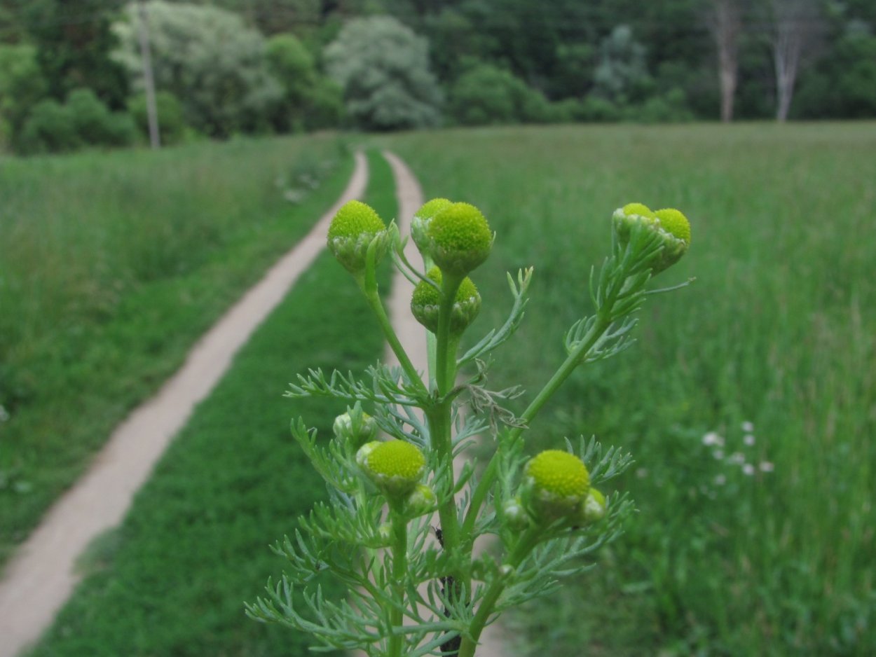 Ромашка сорная трава
