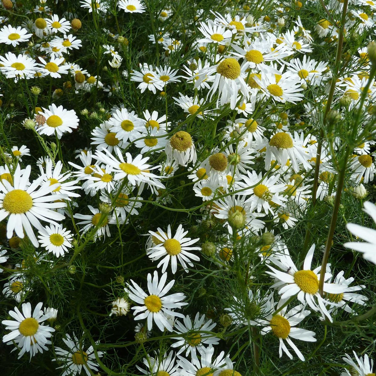 Мелколепестник Луговой