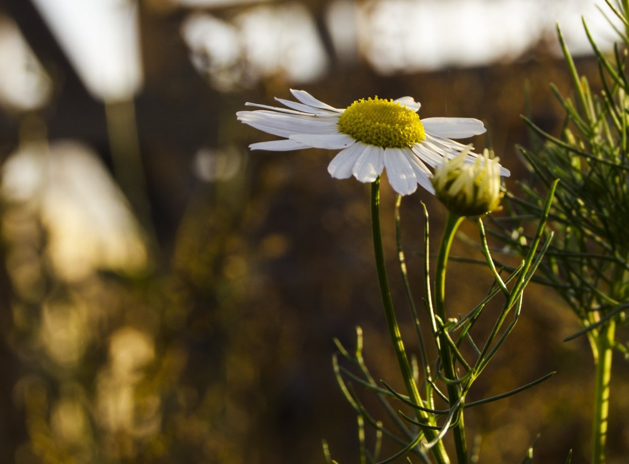 Маргаритка Bellis perennis