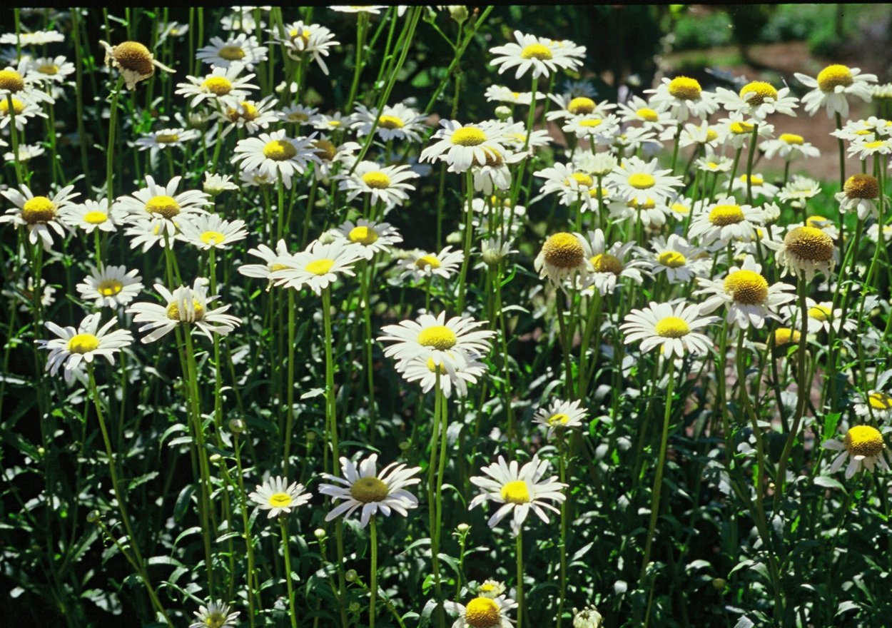 Сорняк похожий на ромашку