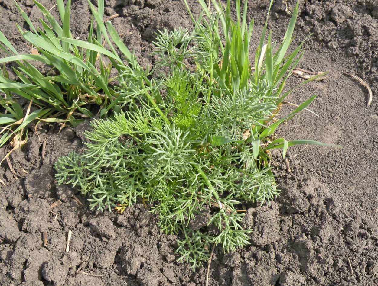 Дикая Астра Ромашковая белая