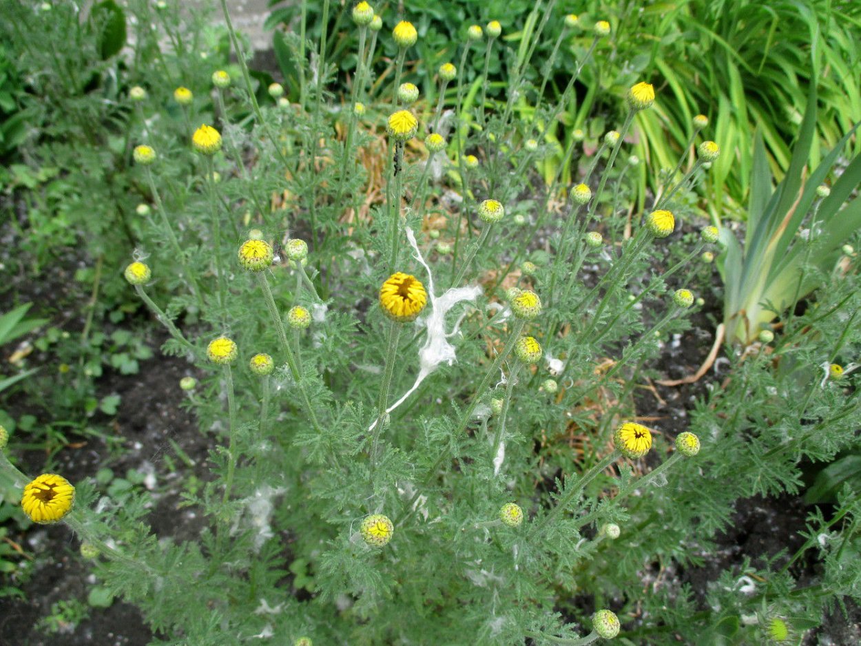 Листья ромашки непахучей