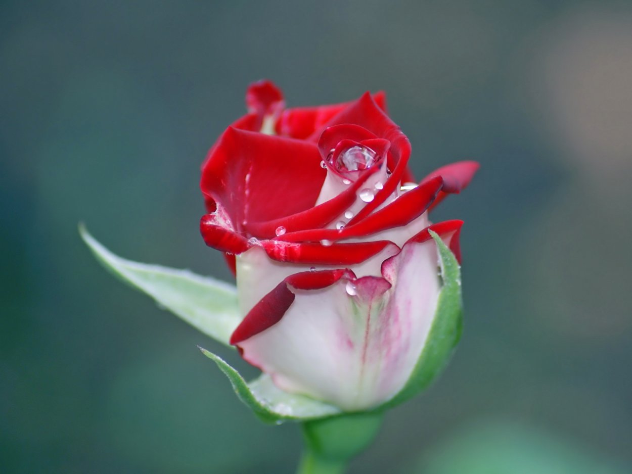 Один цветок