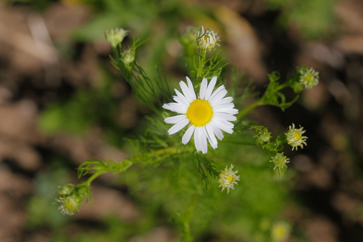 Нивяник Олд корт Верайети (old Court variety)