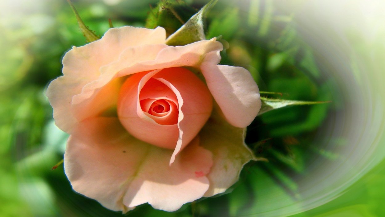 Роза чайно-гибридная Доминика