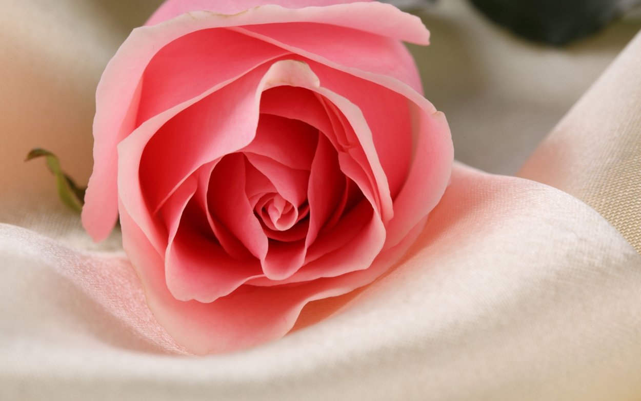 Красивые цветы