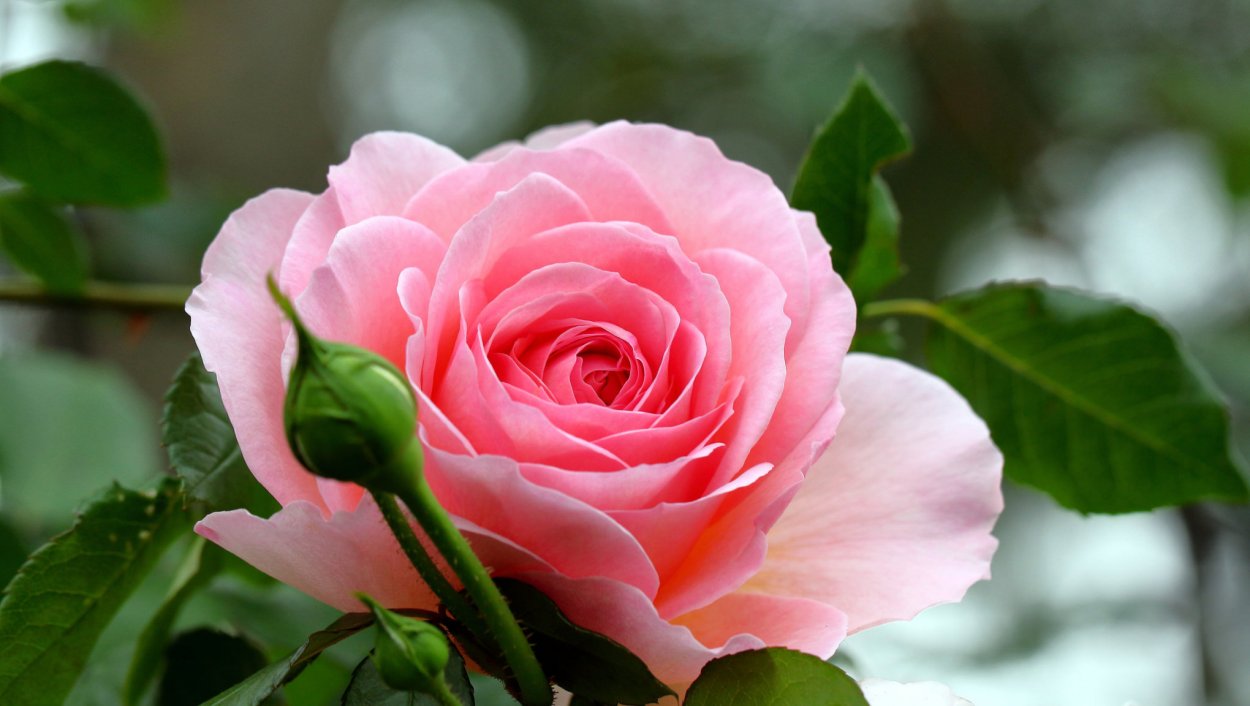 Прелестные цветы