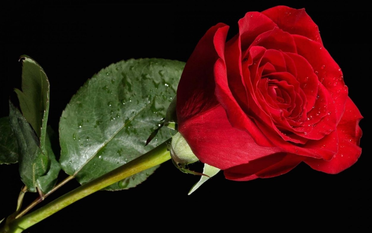 Самые красивые красные розы