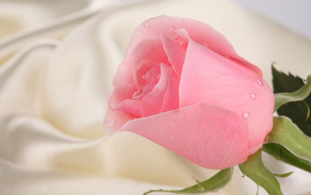 Красивые розы с капельками росы