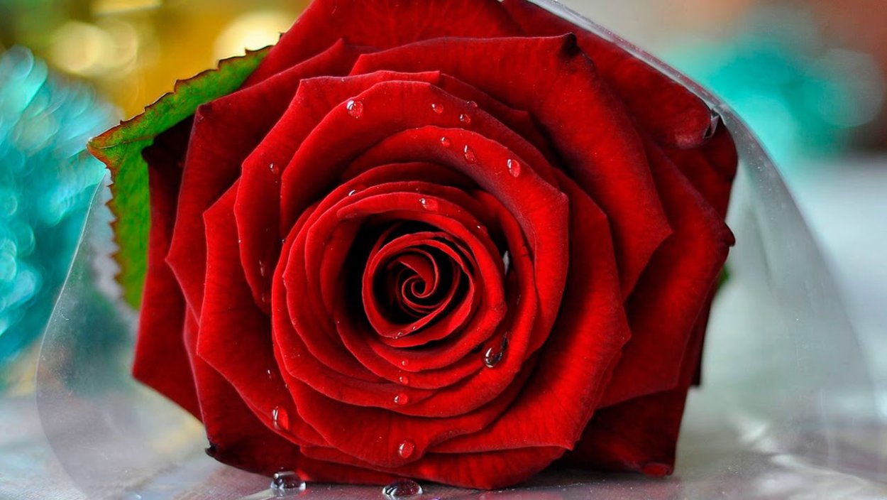 Нежные розы