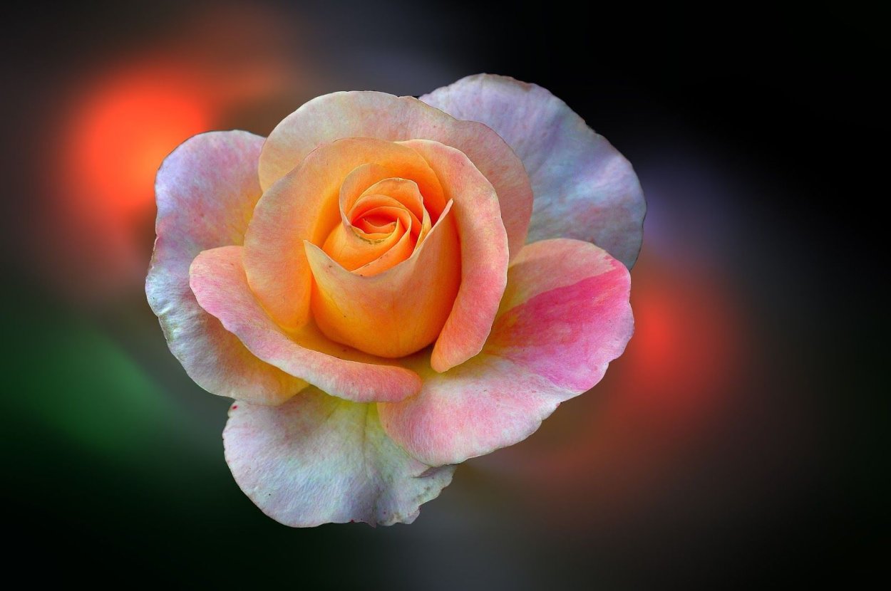 Очень красивые красные розы