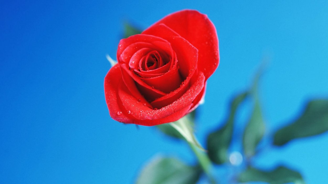 Роза Лихтблик