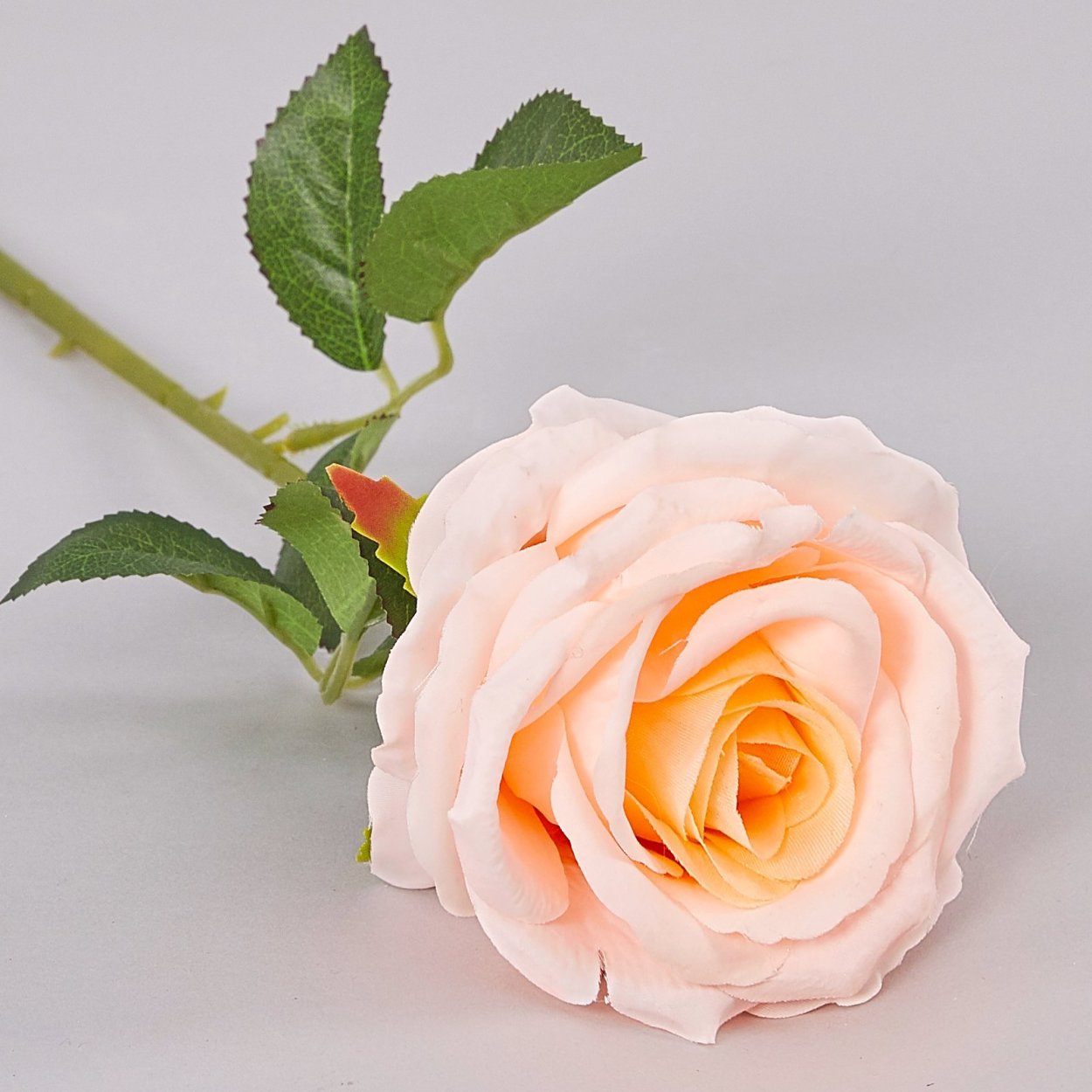 Георгин розовый Лотос