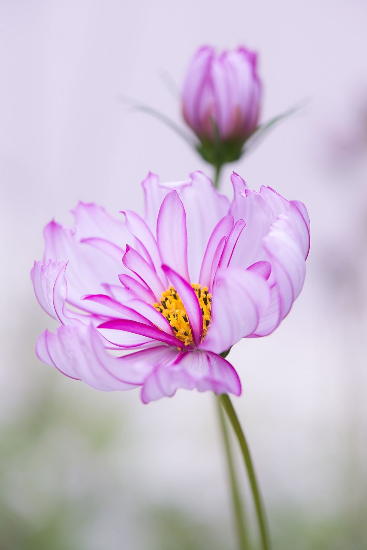 Калла Rose Queen