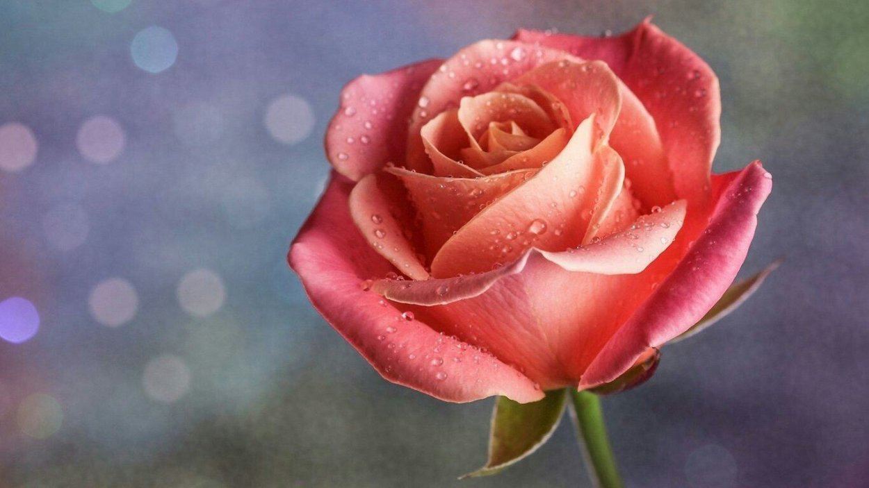 Красные розы