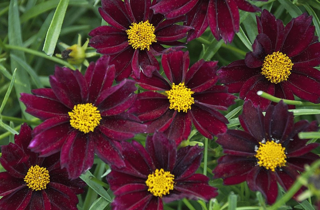 Кореопсис красильный Сильмарилл