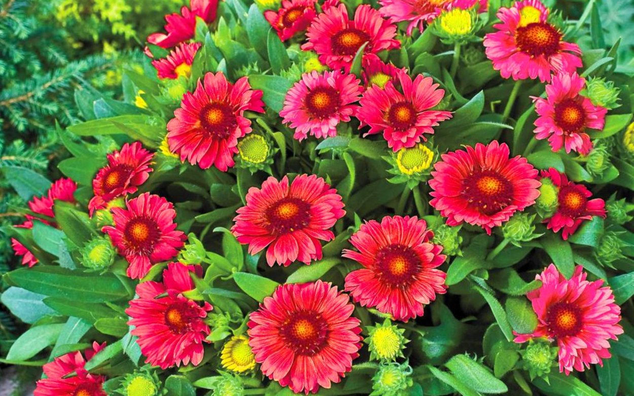 Космея сладкий шоколад