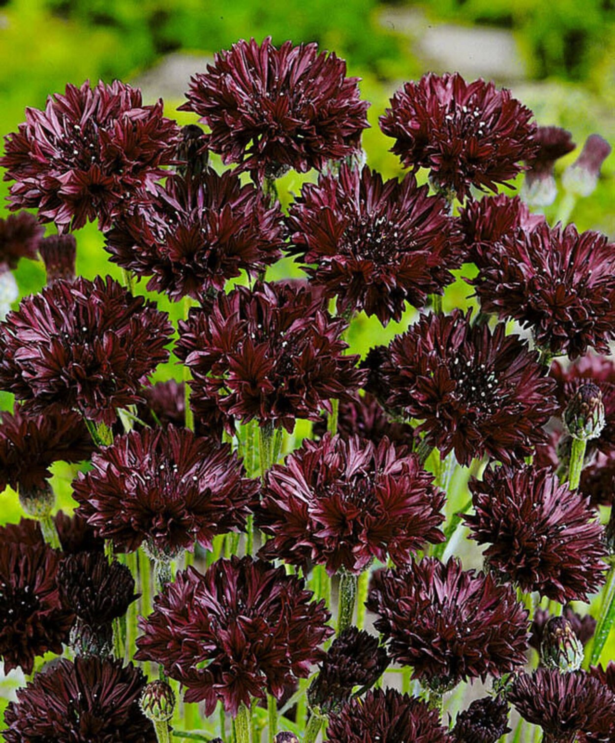 Однолетники космея