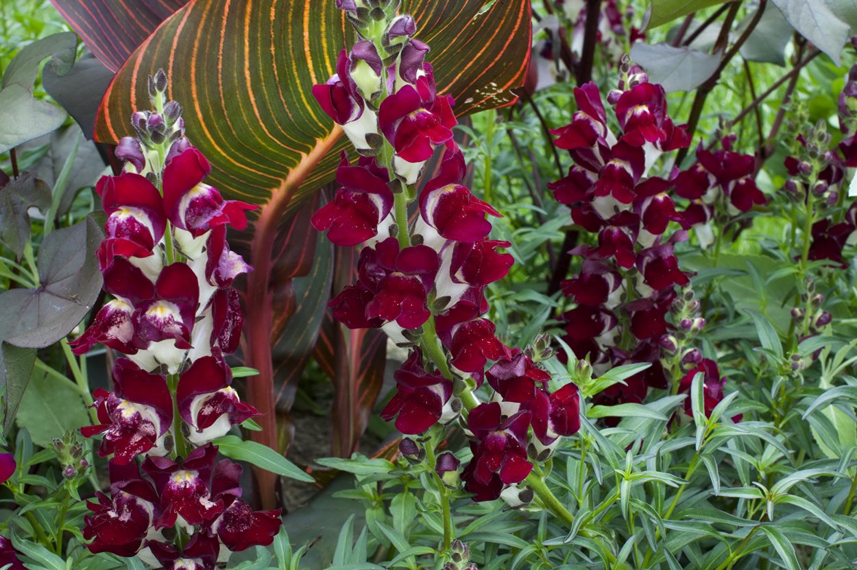 Растение с красными листьями